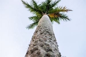 Dafen Nuovo Prodotto di Arte Della Parete di Stampa <span class=keywords><strong>su</strong></span> Tela di Canapa paesaggio Spiaggia Foto - Product Image 2