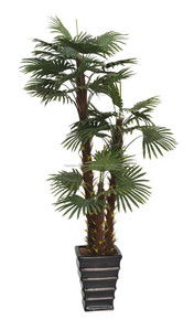 Árbol decorativo de jardín de interior bonsai ficus microcarpa, banyan bonsai - Product Image 5