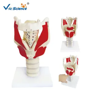 Human Medical Functional Enlarged Anatomical Larynx Model for Teaching