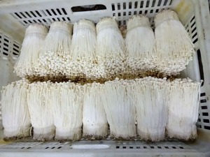 Detan свежие <span class=keywords><strong>Flammulina</strong></span> <span class=keywords><strong>velutipes</strong></span> гриб - Product Image 3