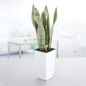 macetas plásticas para las <span class=keywords><strong>plantas</strong></span> de vivero,maceta de plástico,macetas - Product Image 1
