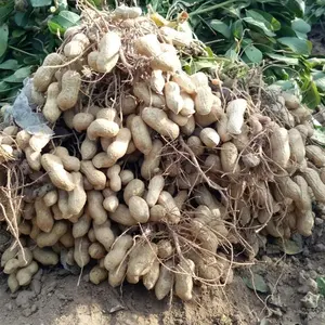 Maquinaria agrícola, recolector de cacahuetes, tractor de alta calidad, cosechadora de ajos