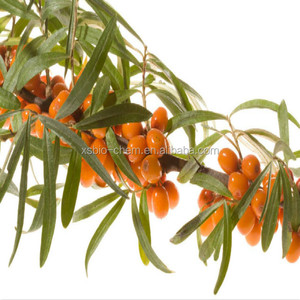 Chất <span class=keywords><strong>l</strong></span>ượng cao GMP tự nhiên cây hắc mai biển trái cây dầu vitamin-hoạt động cấp thực phẩm chất <span class=keywords><strong>l</strong></span>ỏng drum-đóng gói hạt giống dầu - Product Image 4