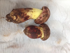 Detan salvaje <span class=keywords><strong>boletus</strong></span> setas frescas - Product Image 4