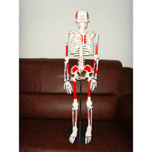 85cm <span class=keywords><strong>esqueleto</strong></span> modelo con la muscular - Product Image 2