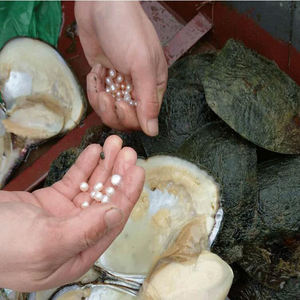 Mercado de Perlas Zhuji Perlas cultivadas de agua dulce Blanco Rosa. Perlas de colores naturales de color púrpura al por mayor - Product Image 2