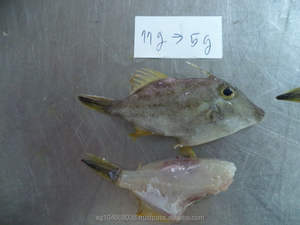 Mgubqf — veste en cuir malaisienne, 10kg/cartes, Frozen du poisson, ensemble rond - Product Image 4