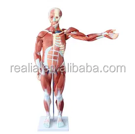 HM-BD-145 insan vücudu modeli insan kas anatomisi modeli