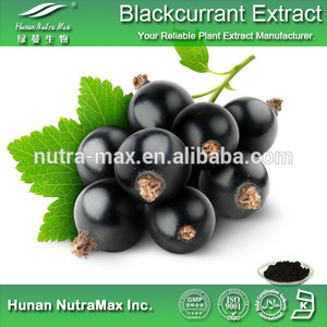 Extracto de <span class=keywords><strong>grosellero</strong></span> negro, extracto de grosella negra, ribes nigrum extracto - Product Image 1