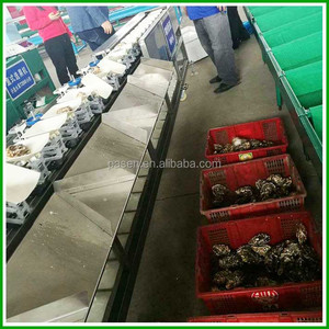 เครื่องคัดแยกน้ำหนักหอยนางรมสแตนเลส, เครื่องคัดแยกเนื้ออกไก่, เครื่องคัดแยกหอยนางรม - Product Image 3