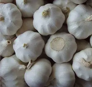 Heißer Verkauf günstiger Preis Bawang Putih Knoblauch/frischer Knoblauch Tunesien