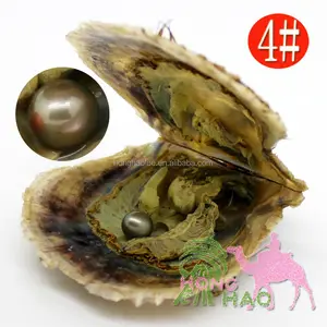 Real 5A Akoya oyster with pearl freshwater cultured round pearl beads, 1 complimentary gift (7-8 mm)