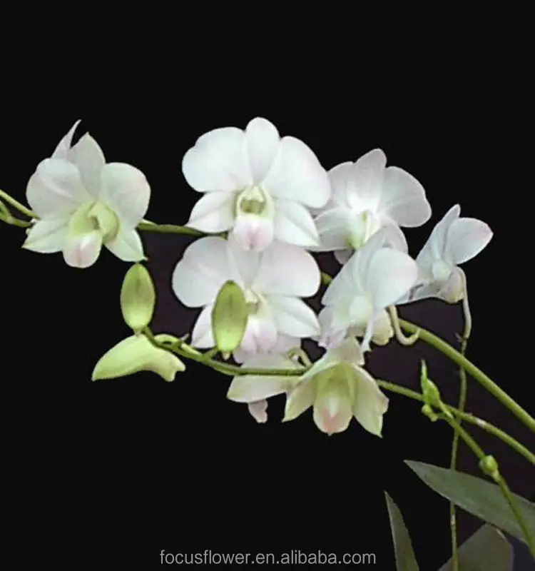 Haute qualité gros orchidées coupées fraîches colombie fleurs pour le mariage