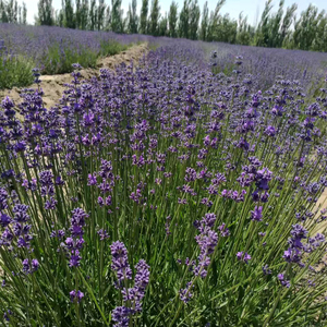 Ramo <span class=keywords><strong>de</strong></span> Lavanda Seca para Decoración, <span class=keywords><strong>Flores</strong></span> Secas <span class=keywords><strong>de</strong></span> Lavanda, Ramo <span class=keywords><strong>de</strong></span> Lavanda Natural Decorativo - Product Image 4
