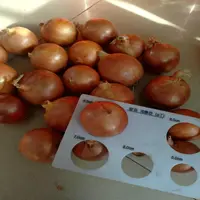 Low price Spanish yellow onions