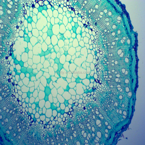 Portaobjetos de Microscopio de Vidrio de Alta Calidad al Mejor <span class=keywords><strong>Precio</strong></span> para Ciencias Médicas, Portaobjetos Preparados de Botánica de Tallo de Dicotiledón - Product Image 5