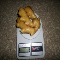 Vente Flash : Gingembre Chinois Mûr / Graines de Gingembre