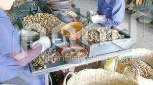 Macchina Manuale <span class=keywords><strong>per</strong></span> Sgusciare/Sbucciare Anacardi dal Vietnam, Sgusciatori <span class=keywords><strong>per</strong></span> Rompere la Buccia - Product Image 4