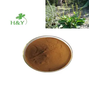 Pure natural water soluble plantago asiatica plantaginis plantain herb extract 20:1