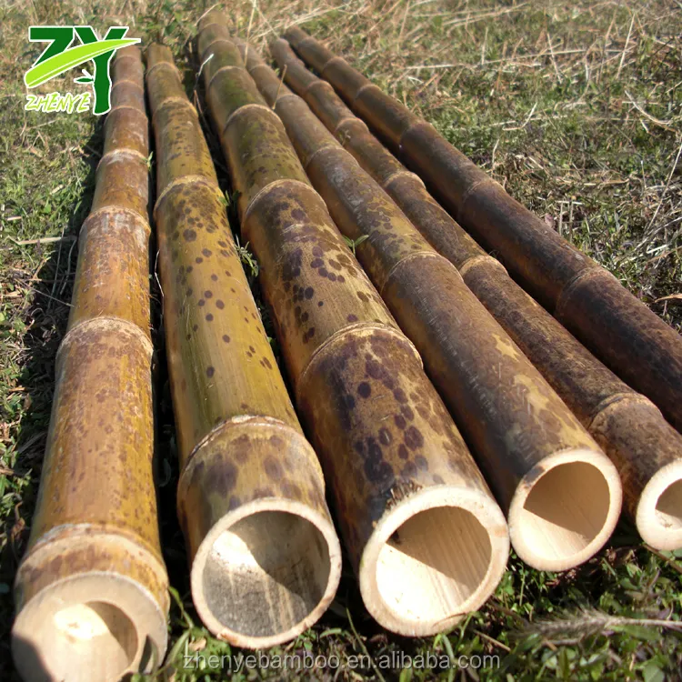 Fabrik preise! ZY-1007 Seltene Tiger Bambus stöcke Gesprenkelt Bambus Großer Durchmesser Gepunkteter Bambus Großer Durchmesser