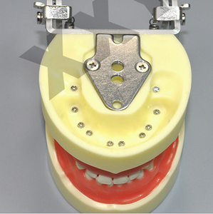 معيار ممارسة طب الأطفال نموذج الأسنان typodont الطفل نموذج لشكل الأسنان - Product Image 4