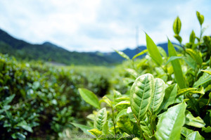 Tè Verde Matcha Biologico Giapponese in Polvere, Nuovo Tè Istantaneo in Confezione Grande - Product Image 6