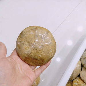 Groothandel natuurlijke echinoid zeester fossiele - Product Image 2