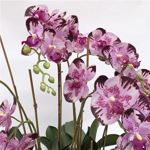 Ultime 51 teste di fiore reale di tocco fiore di Orchidea Bonsai Phalaenopsis pianta di Orchidea Set Reale di Tocco del fiore - Product Image 4