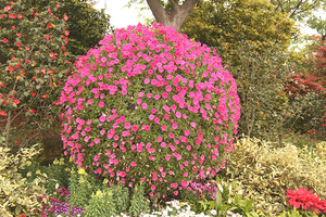 Grands pots de fleurs en forme de boule, fournitures de jardin, grands pots de fleurs en <span class=keywords><strong>plastique</strong></span> en forme de boule - Product Image 5