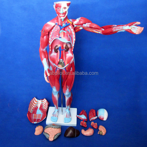 Modèle complet d'anatomie, Muscle <span class=keywords><strong>humain</strong></span> avec organes internes, Mannequin torse - Product Image 3