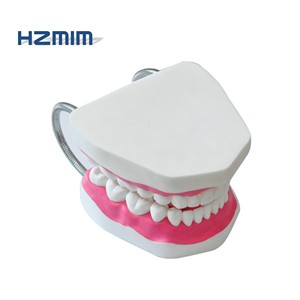 <span class=keywords><strong>Modello</strong></span> Dentale in Plastica Avanzato HZMIM DT-01 Rosso con Effetto Pelle Realistico per Insegnamento Medico e Pratica Chirurgica Odontoiatrica - Product Image 2