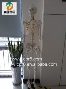 PVC Material esqueleto humano Anatomía real diseñado - Product Image 1