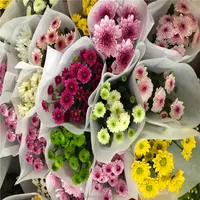 Hot Sell Small Sprayed Chrys anthemum Frisch geschnittene Blumen Großhandel von CN;YUN 100% T/T Grade a 10 Stängel/Bund 2 Arbeitstage