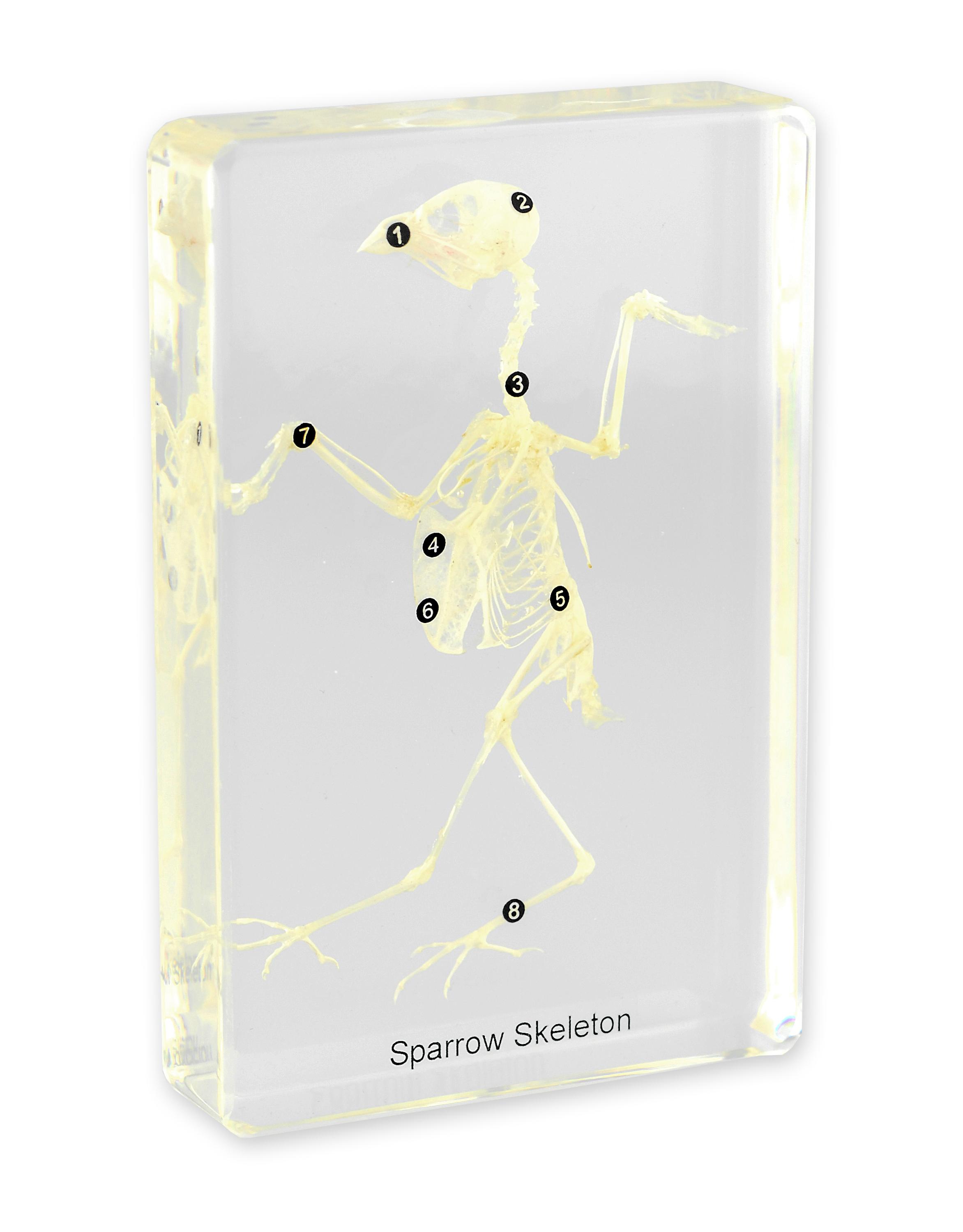 Школьное биологическое оборудование, образец скелета птицы, скелет животных, встраиваемый образец