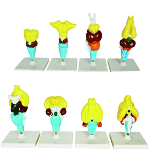 Gelsonlab HSBM-424 Model-Model Otak Vertebrata - Product Image 2