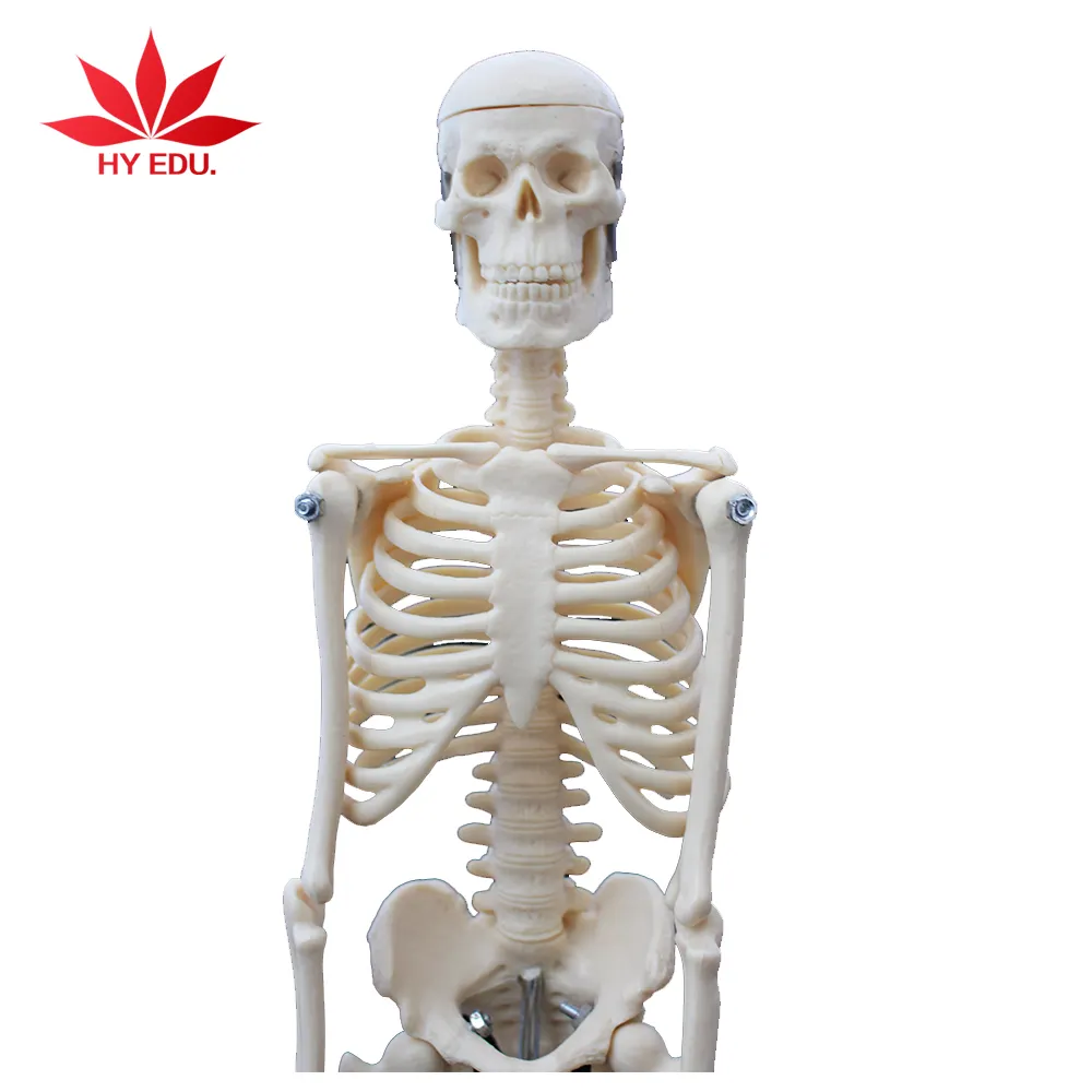 Diretta della fabbrica 45 centimetri scheletro di modello umano modello di insegnamento aiuti mini skeleton
