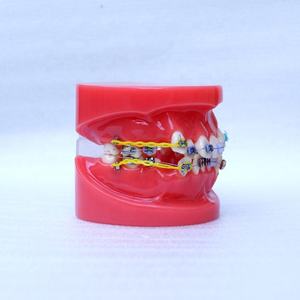 Dentale Ortodontico denti modello - Product Image 4