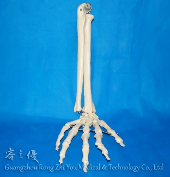 Esqueleto humano de mão solta com ulna e raio