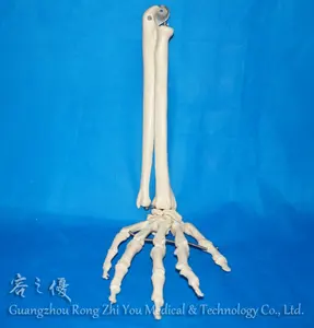 Esqueleto humano de mão solta com ulna e raio