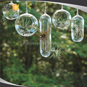 Cápsula de Vidrio para Plantas/Terrario en Venta - Product Image 3