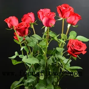 Atacado holland rosas flores de jasmim frescas carola para decoração de casamento