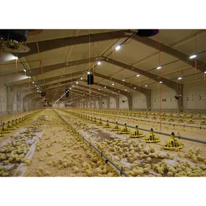 Chicken Poultry Farm House Building Design