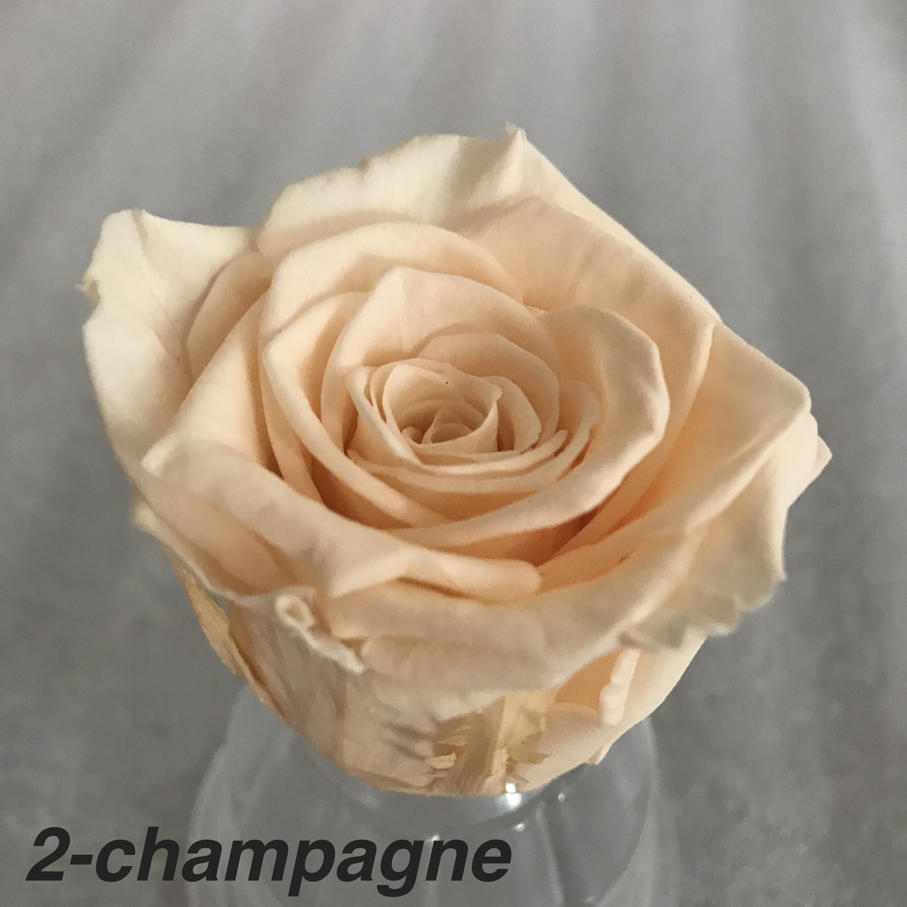Champagne