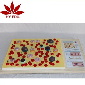 직접 공장 의료 모델 인간의 혈액 휴대 모델 - Product Image 1