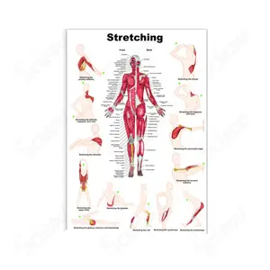 PVC educational posters High Quality Human Anatomical Poster Anatomy Human Muscle Poster For Medical