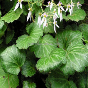 Saxifraga stolonifera Curt polvo de extracto de <span class=keywords><strong>Bergenin</strong></span> 98% - Product Image 2