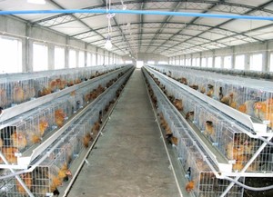 Taiwei ferme <span class=keywords><strong>de</strong></span> poulets <span class=keywords><strong>de</strong></span> chair maison et <span class=keywords><strong>poule</strong></span> oeuf ferme - Product Image 2