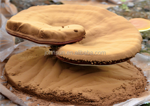 Высокое качество, низкая цена, Ganoderma lucidum <span class=keywords><strong>reishi</strong></span> гриб споровое масло - Product Image 3