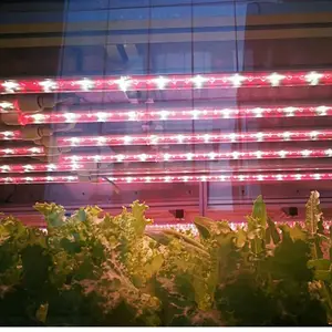 ग्रीनहाउस खेत इनडोर संयंत्र एकीकृत 900 1200 T8 T5 प्रकाश लाल, नीले सफेद Sunlike प्रकाश बढ़ने बढ़ने ट्यूब का नेतृत्व किया
