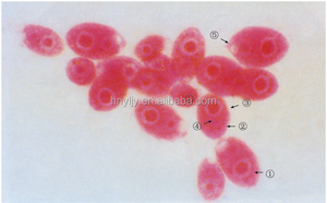 顕微鏡スライド17種類教育用準備ラボ組織学ガラス100/50/26/25/15個プラスチックまたは木製スライドボックスCN;HEN - Product Image 2